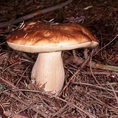 Boletus Edulis Gm2